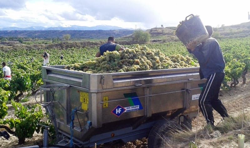 Bodegas Alfonso García Hernando personas recolectado uvas 