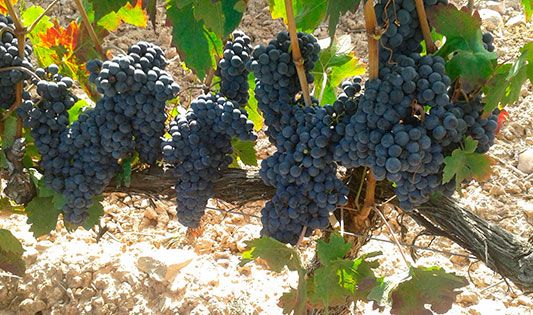 Bodegas Alfonso García Hernando cepas de uva