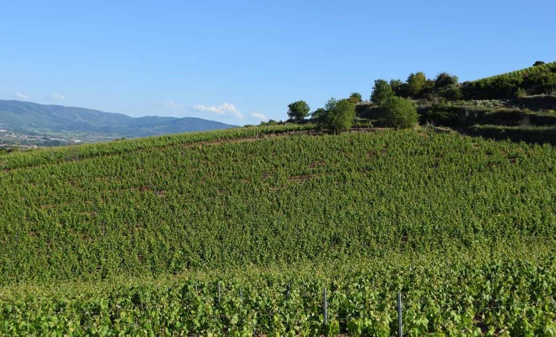 Bodegas Alfonso García Hernando viñedos